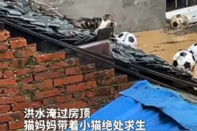万物皆有灵！贵州榕江洪水淹过房顶，猫妈妈带着小猫绝处求生。希望一切都快好起来！（来源：恭喜楠楠）视频封面
