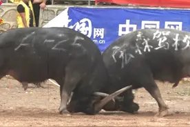 红晶公司牛王vs宏森驾校牛王，看谁厉害 #贵州斗牛比赛 #民族风俗视频封面