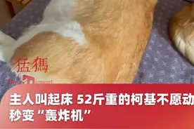 主人叫起床，52斤重的柯基不愿动，秒变“轰炸机”！主人：“它从不觉得自己是狗”#柯基视频封面