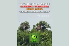 4月22日（发布时间），#代拍头戴树叶藏山上拍古力娜扎新剧 ，#于正说代拍像豌豆射手  ：感谢关注，注意安全。视频封面