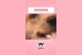 叽里咕噜说啥呢，费启鸣要不你跟我回家，要不我住进你家，你选吧#费启鸣的衣服被他养的很好