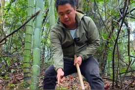 今天挖到笋子窝，一根竹鞭挖到20多个冬笋，运气太好了 #户外 #挖冬笋 #寻山探海征集令