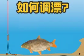 商品饵钓鲤鱼如何调漂？5分钟给你讲个清楚，新手看懂很重要视频封面