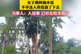 女子爬树摘木瓜 不幸连人带瓜栽了下去 当事人：人没事 已经在吃木瓜了#搞笑 #爬树高手视频封面