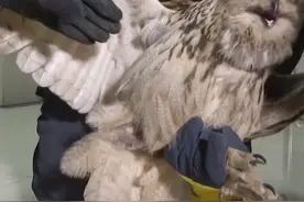 #猫头鹰 #爱护动物 #长耳鸮 #黑龙江创作者联盟 
119不仅救火救援还救动物。视频封面