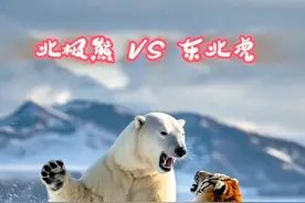 猛兽争霸：北极熊与东北虎狭路相逢，巅峰激战震撼上演#野生动物零距离 #北极熊 #东北虎 #动物世界