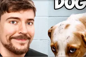 🐶帮助100狗狗找到新家 #MrBeastChina #野兽先生官方 #野兽先生视频封面