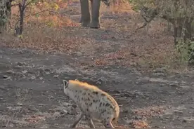 自信也是一种实力！ 迈着自信步伐的斑鬣狗，让壮硕大象也感到迷茫不知所措#鬣狗 #大象 #动物的迷惑行为