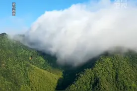 近日，井冈山保护区发现新记录种-平行鳞毛蕨！ #生态环境 #新记录种 #井冈山保护区视频封面
