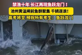 禁渔十年长江再现鱼跃龙门！#百万鱼群跃龙门为高考学子添祥瑞视频封面