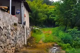 #捡菌子 为了生活不走寻常路 他们说这里有菌子 被骗了#高德导航