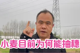 小麦目前为何能抽穗？ 不是灾难也不是祥瑞。
是春性品种播种太早、小区域天气持续更暖（例如山之南、水之北），积温累积够900 了！#小麦种植视频封面