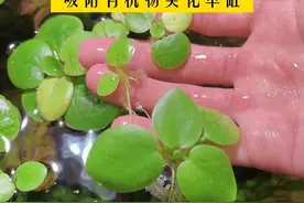 鱼缸水面的吸尘器，圆心浮萍#圆心浮萍  #鱼缸里的大自然  #水族  #观赏鱼  #水草视频封面