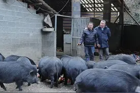 人间烟火，蔡总家跑山猪清零，三言二语怎能道出农民心？视频封面