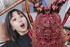 用8只澳洲龙虾头熬一杯米其林咖啡！什么味？！ 用顶级龙虾