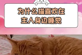 为什么猫咪喜欢在主人旁边睡觉##猫知识 #治愈猫咪 #铲屎官的乐趣 