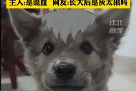 小狗神似《喜羊羊》动画片里的角色，网友称是现实版灰太狼儿子小灰灰，主人:是混血  网友:长大后是灰太狼吗（来源  胆小狗大顺）#灰太狼 #小灰灰 #串串狗 #可爱狗狗