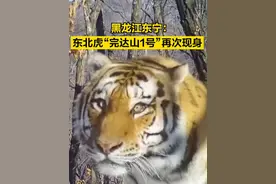 【黑龙江东宁：#东北虎完达山1号再次现身  】（中国新闻网）视频封面