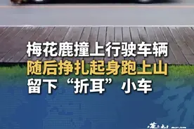梅花鹿突然窜出撞上行驶车辆，挣扎起身跑上山 留下“折耳”小车，当地：车损可向野生动物主管部门申请补偿 #辽宁  #大连  #梅花鹿  #滨海路视频封面