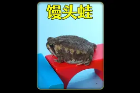耗时60天，饲养在网上买的三只馒头蛙，能养活吗？ #爬宠 #青蛙