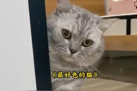 全网最好色的猫咪，每天偷看女主人洗澡，甚至还流出了鼻血！视频封面