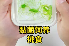 黏菌饲养日常，它也太挑食了吧！ #黏菌的日常 #益智玩具 #宠物