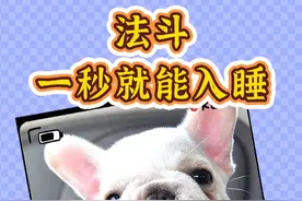 法斗是古希腊掌管秒睡的神吧？天塌了都不能影响它睡觉… #法斗#法斗戏精#法斗日常#法国斗牛犬#狗狗睡觉有多可爱@DOU+小助手视频封面