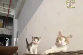 治愈一幕！网友来看母猫和小奶猫，小奶猫害羞跑走。猫妈妈带小奶猫认人，猫妈：大大方方的#秀我中国