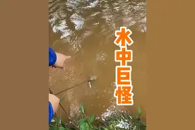 鳄鱼现身？看男人如何智斗 “水中霸主”，结局让人哭笑不得 #原来抓鱼也可以很轻松 #真实户外视频封面
