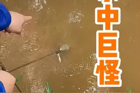 鳄鱼现身？看男人如何智斗 “水中霸主”，结局让人哭笑不得 #原来抓鱼也可以很轻松 #真实户外