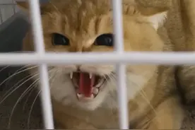 猫狗咬人训练科学正确方式！动物心理治疗心理引导示范 #猫咬人怎么治#猫应激 #训猫#猫行为纠正#猫心理治疗视频封面