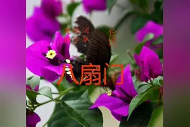 赵伟洲杨少华合说 相声八扇门