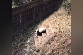 中国送给外国的国礼都哪些你没见过的？ #历史 #国礼瓷 #知识分享视频封面