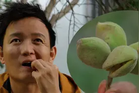 【水果猎人】巴旦木在树上是怎么长的？新疆喀什刷水果视频封面