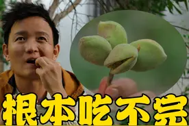 【水果猎人】巴旦木在树上是怎么长的？新疆喀什刷水果视频封面