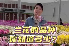 很多朋友喜欢把蝴蝶兰当作年宵花，蝴蝶兰品种你了解多少呢？ #过年的仪式感是年宵花给的 #家乡年货腔调 #粤品月香 #dou来广东百千万