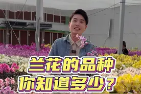 很多朋友喜欢把蝴蝶兰当作年宵花，蝴蝶兰品种你了解多少呢？ #过年的仪式感是年宵花给的 #家乡年货腔调 #粤品月香 #dou来广东百千万