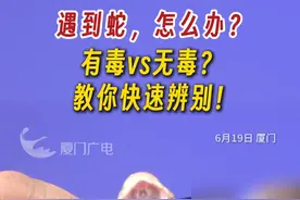 遇到蛇，怎么办？有毒vs无毒？教你快速辨别！（编辑/珏婧）#蛇  #厦门  #蛇出没