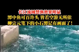 潭中鱼可百许头，皆若空游无所依。#长江流域禁渔效果明显！视频封面
