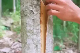 人们为什么要剥掉树皮 #科普 #抖音知识年终大赏视频封面