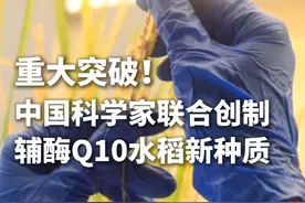 我国科学家通过基因编辑技术，成功创制全球首个合成辅酶Q10的水稻新种质。#中国科学家创制辅酶Q10水稻视频封面
