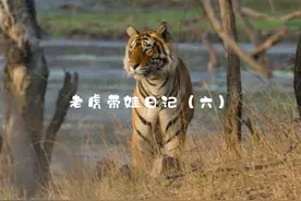 为了保护虎仔，虎妈不得不逼着尚未成年的它们提前离家视频封面