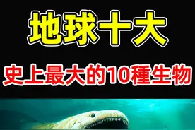 世界上最大的10种动物！巨齿鲨排第4，蓝鲸只排第2，第一名视频封面