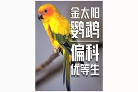 金太阳虽好，但这个缺点让人受不了 金太阳虽好，但不能盲入哦 #金太阳鹦鹉 #手养鹦鹉 #鹦鹉鹦鹉萌萌哒逗鹦鹉 #鹦鹉 #神奇动物在抖音 @抖音创作灵感 @DOU+小助手 @精鹦家园