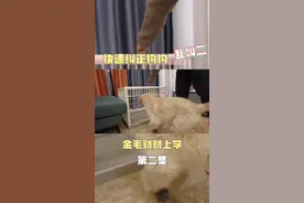 幼犬刚到家总是乱叫扰民被各种投诉怎么办？新手养狗最简单的#训犬教程 还不快去试试#远远训犬 #金毛 视频封面