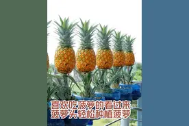 喜欢吃菠萝的看过来，用菠萝头轻松种出菠萝！#菠萝 #种植视频封面