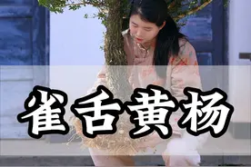 30年的黄杨树从挖到造型好，一共需要几道步骤呢？#盆景 #黄杨 #盆景制作视频封面
