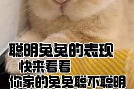 聪明兔子的表现 #萌宠出道计划 #萌宠日常记录 #小兔兔🐰 #萌到爆炸了💥 #兔叽兔叽