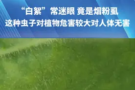 9月24日（报道时间），河南正阳，空气中到处飘着“白絮”，仔细一看竟是白色小虫子，昆虫教授称，初步判断这种白色小虫是烟粉虱，对植物危害较大，会传播植物病毒，对人体一般无害，老人、婴幼儿以及易敏感人群需要注意防护。视频封面