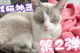 #貓咪 #求偶 #叫聲 ，快來看看妳家貓咪什麼反應吧～(˶‾᷄ ⁻̫视频封面
